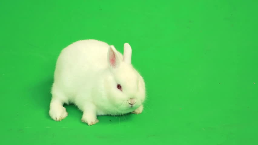 Fluffy white rabbit sniffing around  on green screen