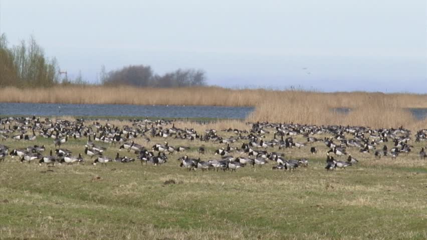 Migrating Barnacle geese (Branta leucopsis) forage in meadow Dutch polder, Groningen, The Netherlands.