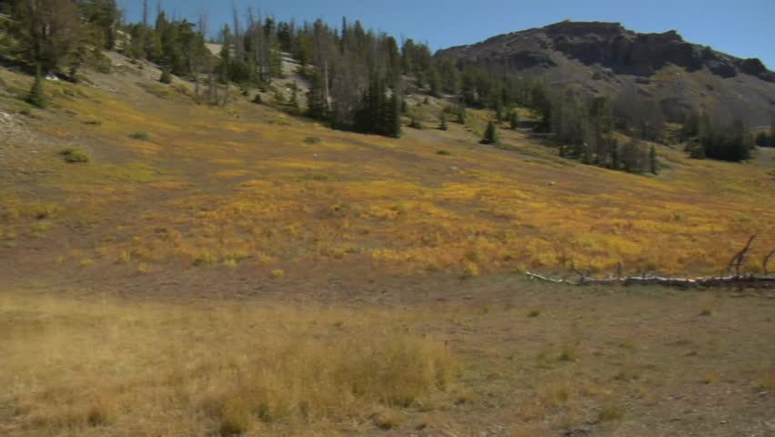 Mountain biking female on wildflower trail