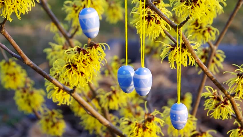 hamamelis shrub in easter time 