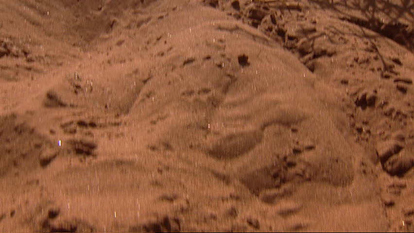 Shaky camera view of sand and toad grasshopper