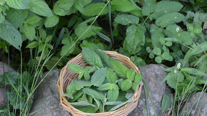 mint plant used for medicine herbs and wicker wooden dish full of leaves.