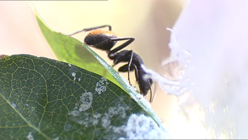 Ant eating leafbug secretions on leaf