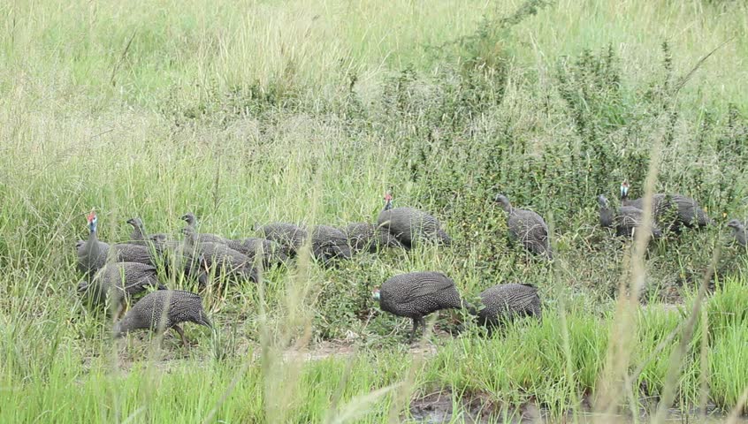 Flock of helmeted guinea fowls pecking the grass for food.