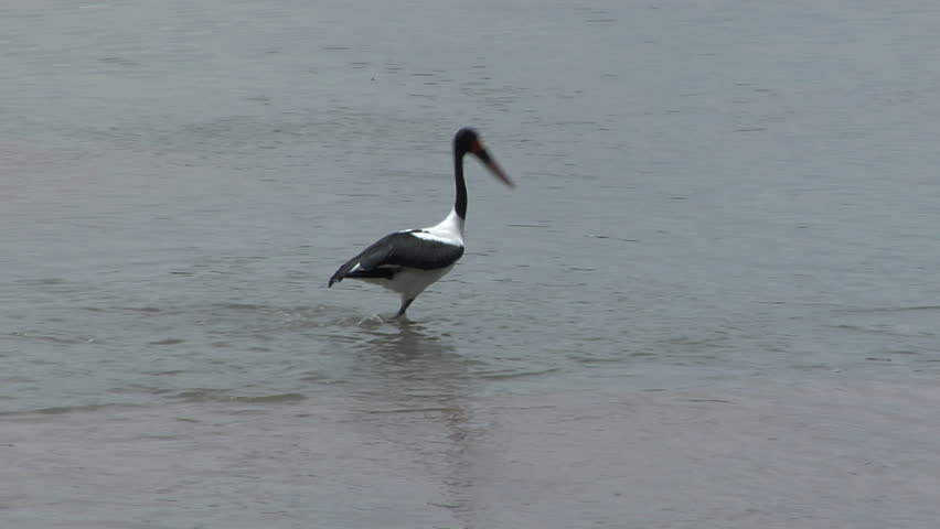 pan stork looking for fish