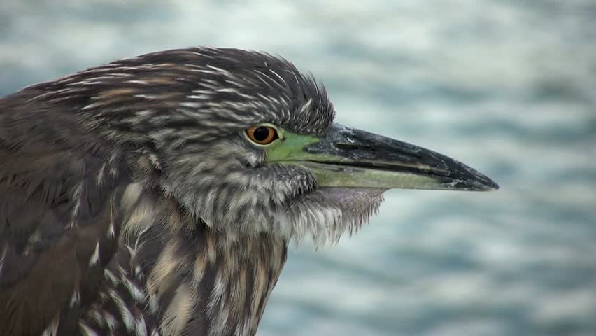 HD clip of a juvenile black-crowned night-heron perched with a glistening ocean in the background, keeping a close eye on the photographer as his feathers ruffle in a slight breeze at sunset.