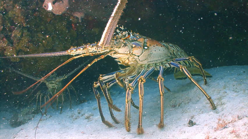 Lobster underwater wild marine life