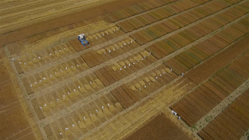 AERIAL: Tractor working on a wheat field