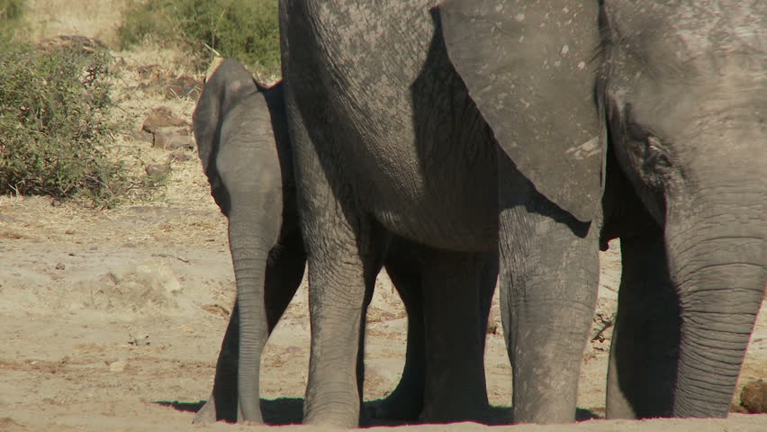 A mother and her calf feed on mineral salts from holes in the ground