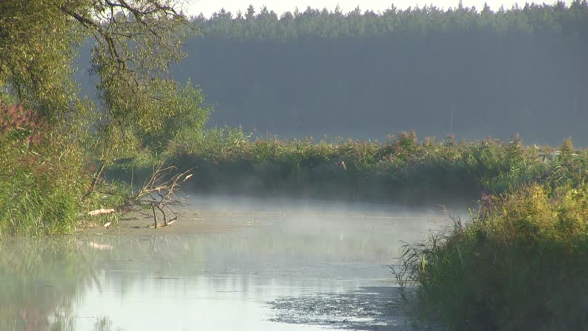 Fisher in the mist