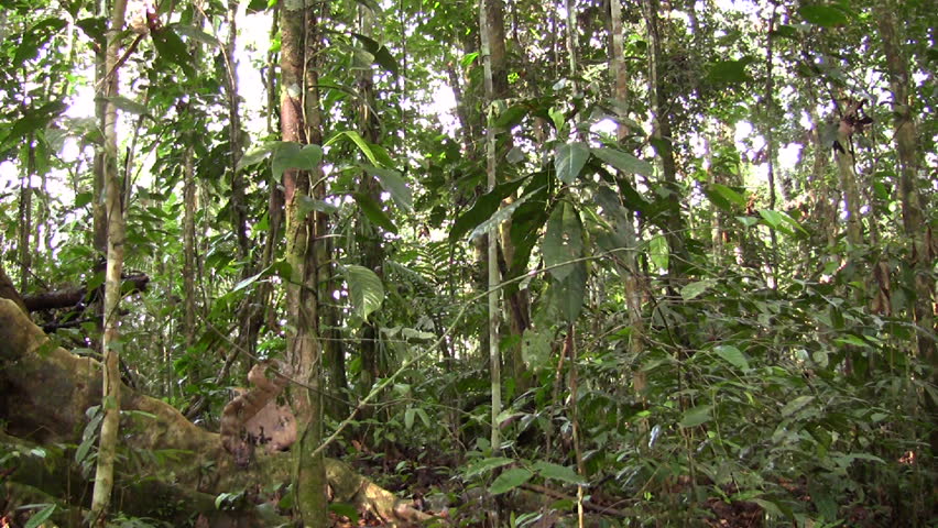 Rainforest tree with buttress roots in the Ecuadorian Amazon