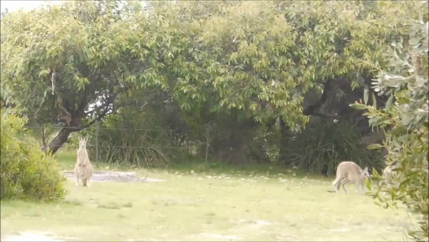 Wallabies at a National Park in New South Wales/Australia