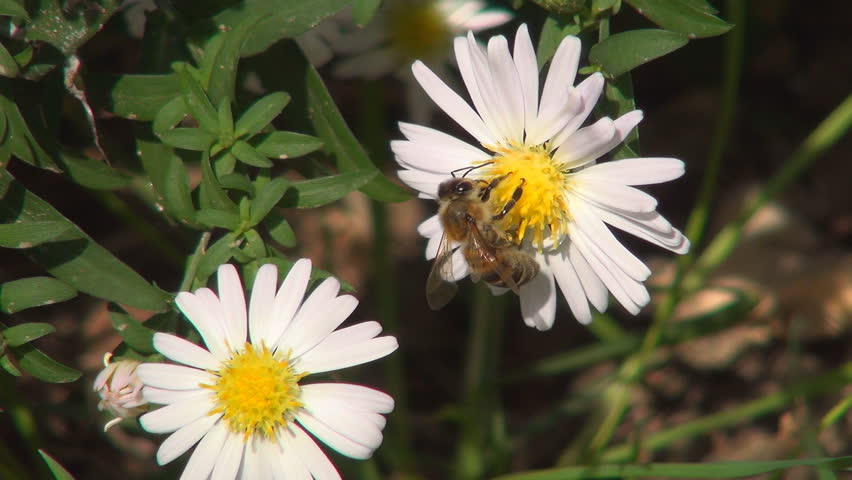 Bee Pollinating a Mountain, Field Flower, Bees Gathering Pollen, Macro