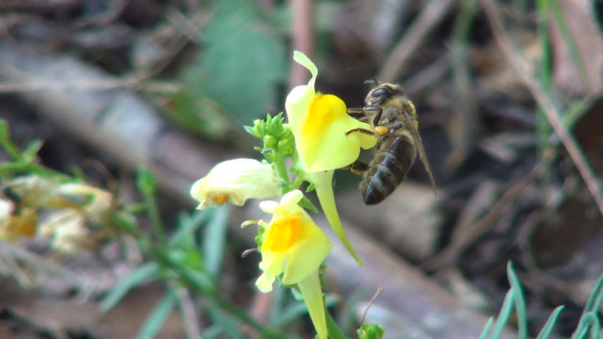 Bee Pollinating a Mountain, Field Flower, Bees Gathering Pollen, Macro