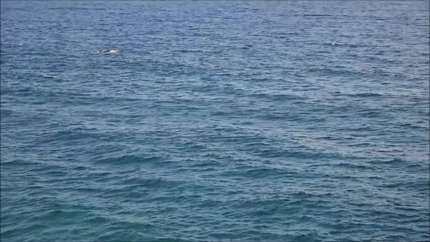 Humpback whales at Gold Coast in Queensland, Australia