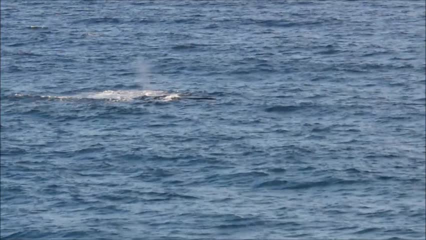 Humpback whales at Gold Coast in Queensland, Australia