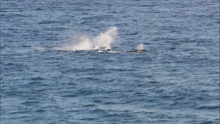 Humpback whales at Gold Coast in Queensland, Australia