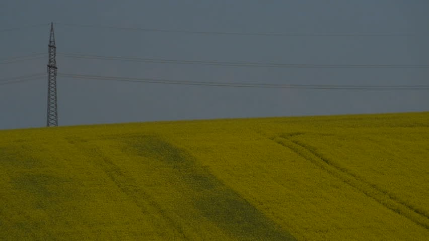 Yellow oilseed rape field. Alternative energy. 