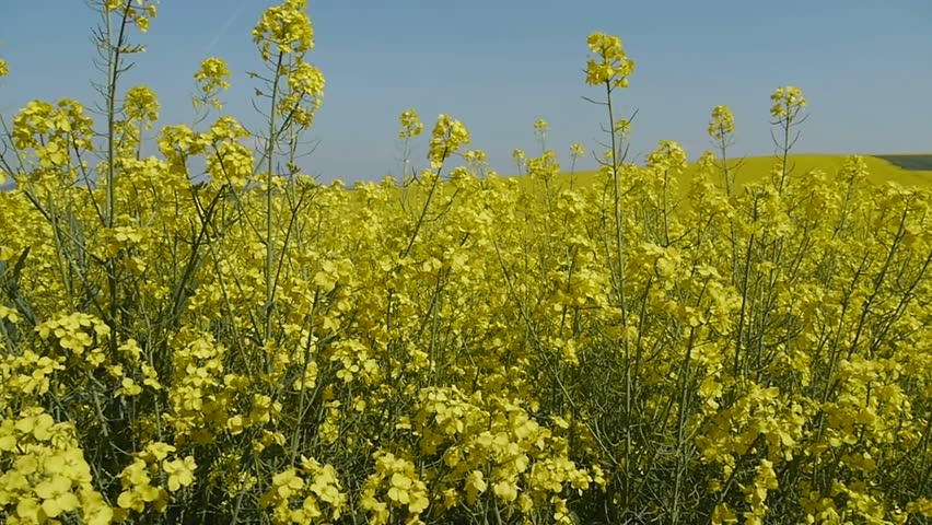 Yellow oilseed rape field. Alternative energy. 