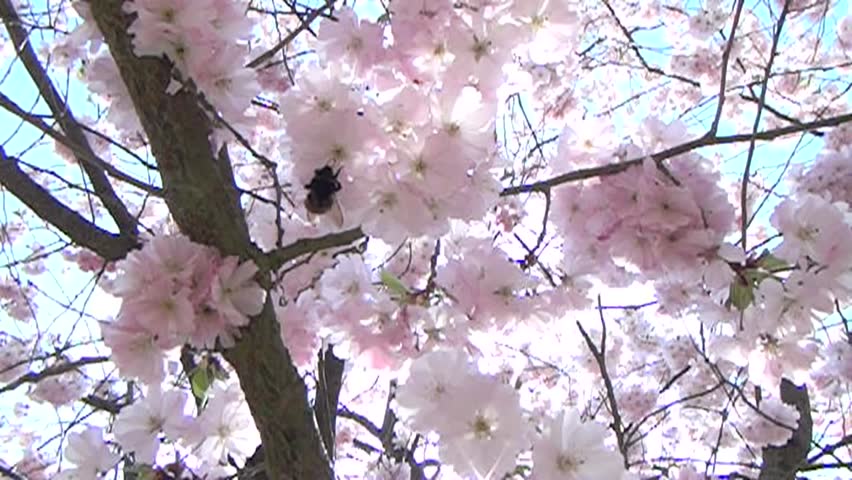 Bee in the flowers garden. Harvesting nectar. Bumblebee in the flowers.