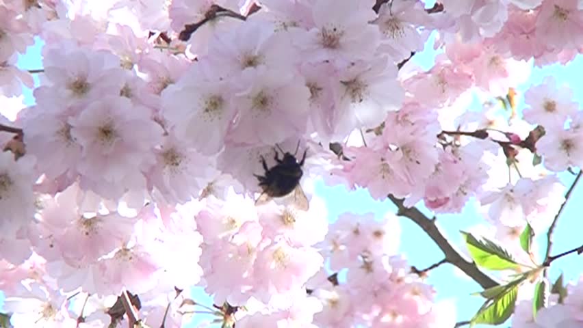Bee in the flowers garden. Harvesting nectar. Bumblebee in the flowers.