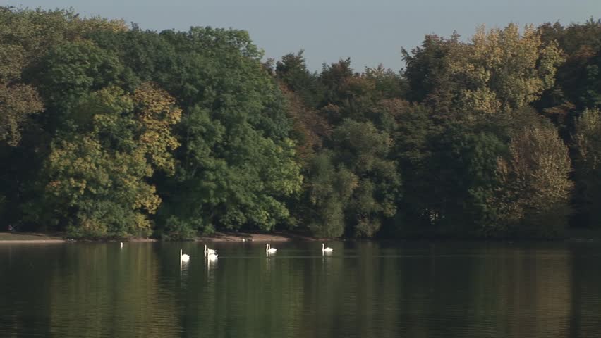 HD1080i White mute swans swimming in the pond in a distance