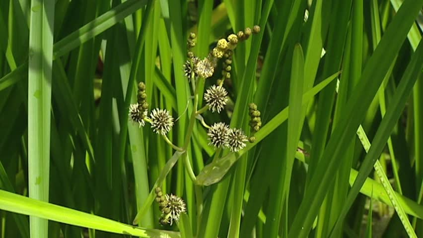 Branched Bur-reed (Sparganium erectum)  is a perennial marsh plant