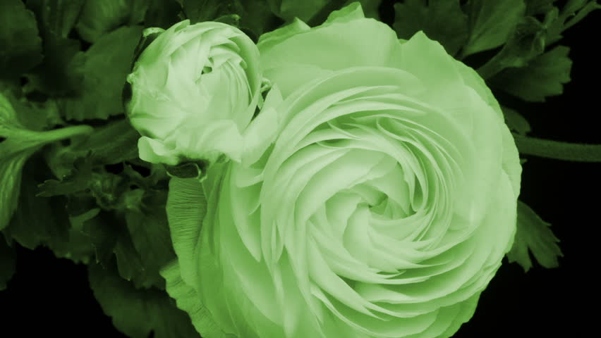 timelapse of a yellow ranunculus asiaticus (persian buttercup) flower growing over a period of 8 days