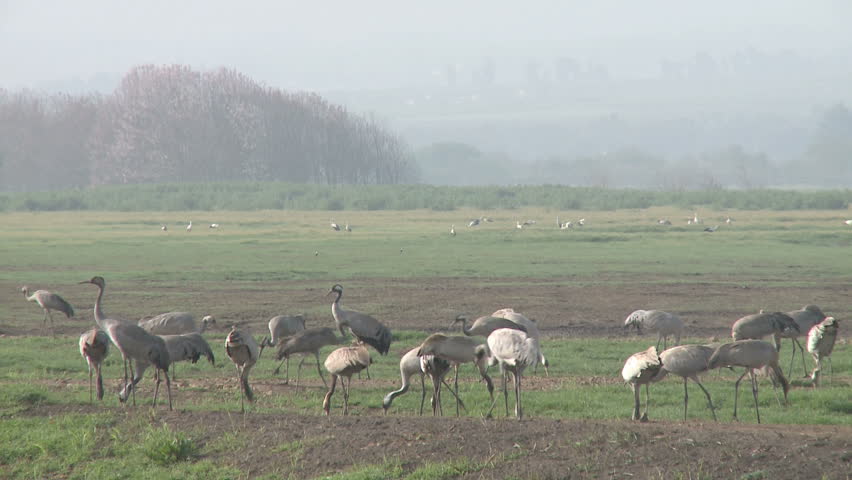Cranes above the Hula valley, Upper Galilee