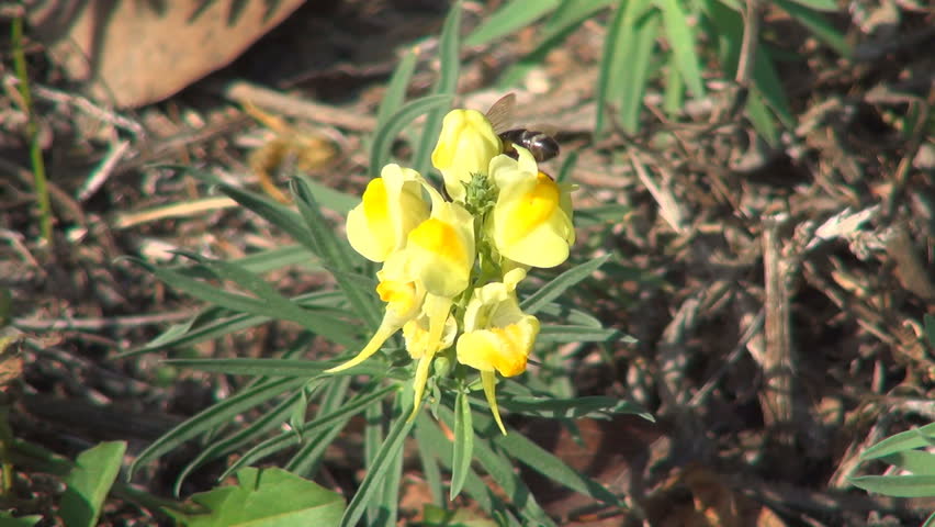 Bee Pollinating a Mountain, Field Flower, Bees Gathering Pollen, Macro