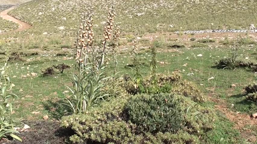 Highland flora and apiary site