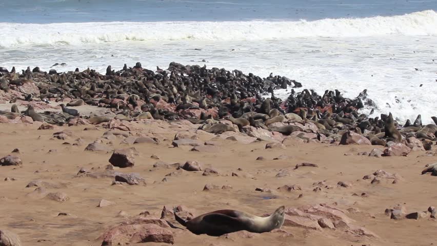 Colony of seals at Cape Cross Reserve, Atlantic Ocean coast in Namibia.