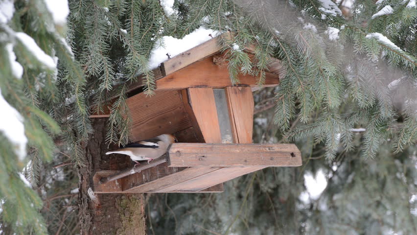 Haw finch and Greater Spotted  Woodpecker picking up a seed  from snow ground
