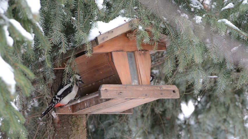 Greater Spotted  Woodpecker picking up a seed  from snow ground