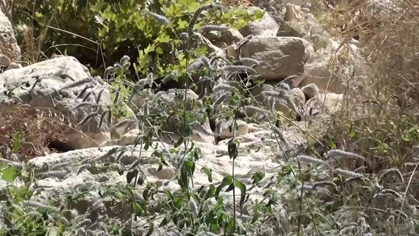 Wild pepper mint in blossom