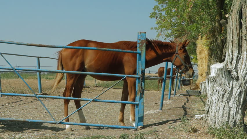 Three young horses are standing in the paddock.