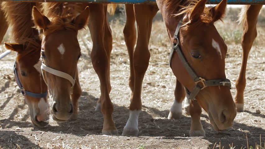 Young stallions on the pasture. Close-up.