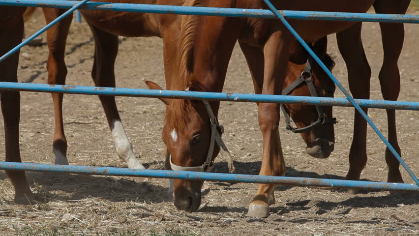 Young stallions eating hay in paddock.