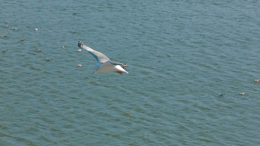 One seagull is sailing and landing on the ground. Slow motion.