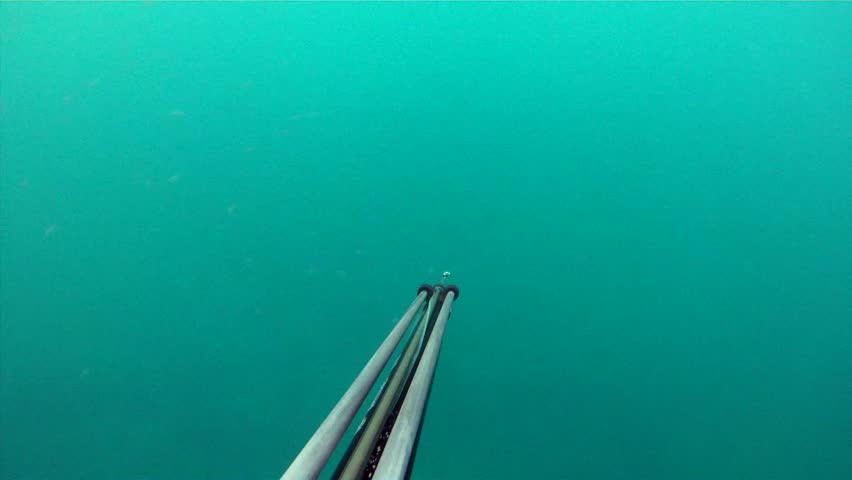 Man swimming and spear fishing in the mediterrain sea.