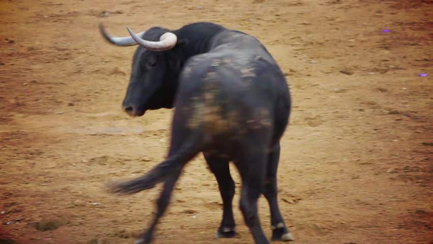 Powerful spanish bull, bullfight arena