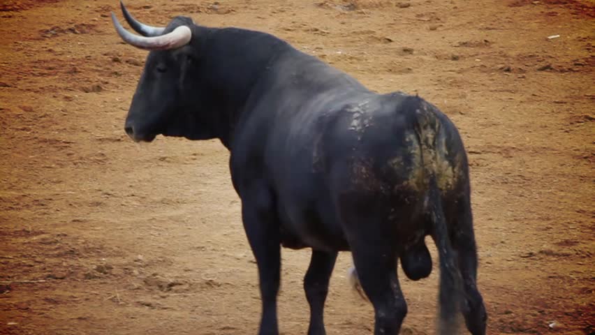 Powerful spanish bull, bullfight arena