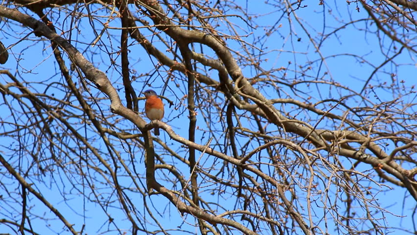 An eastern blue bird perched on a budding branch flies away