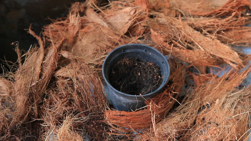 Sprout , planting tree