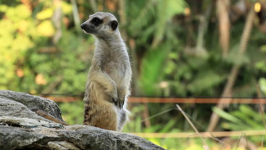 Meerkat standing be hide the wood