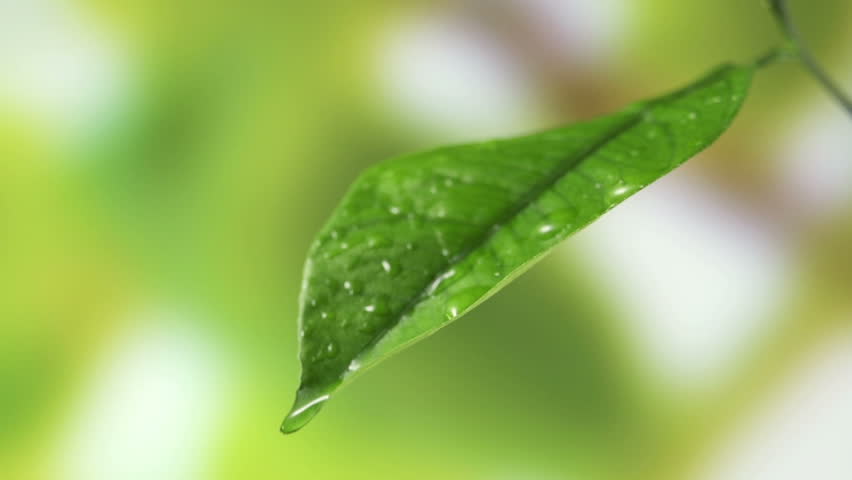 Leaf with drop of rain water with green background