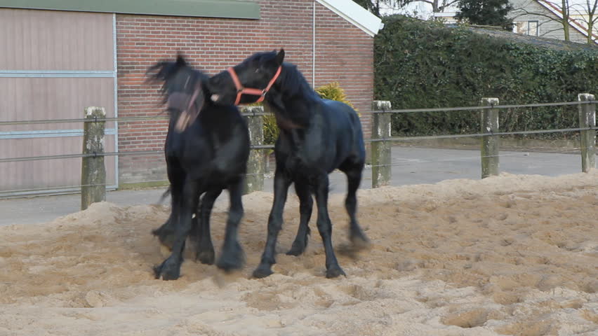 Two three-year-old Frisian stallions play-fighting, jumping, running, biting, bucking and rearing. 