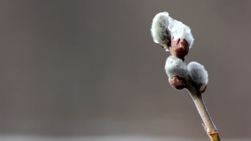 Fresh young catkins willow in spring,willow in early spring
