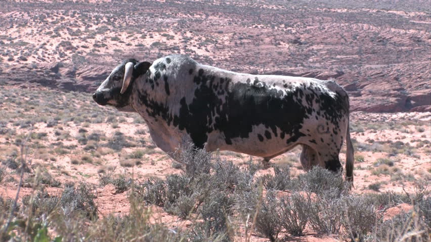 Stud white and black bull in the Arizona desert near Page. On the Navajo Indian Reservation. Dry, remote and desolate area for livestock and farm animals. 