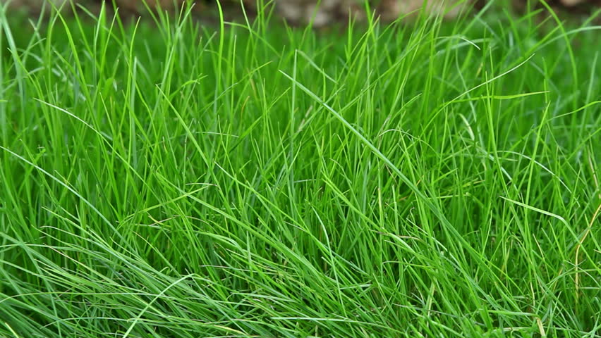 Lawn mowing with electrical mower. Low angle, closeup